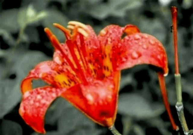 鸡鸡鸡 5月24日 三大喜事 已到家门口 快快伸手接喜吧 属鸡