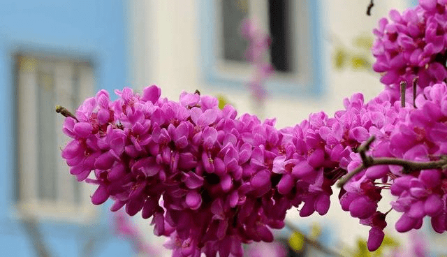 人见人爱 花见花开的星座女 双子