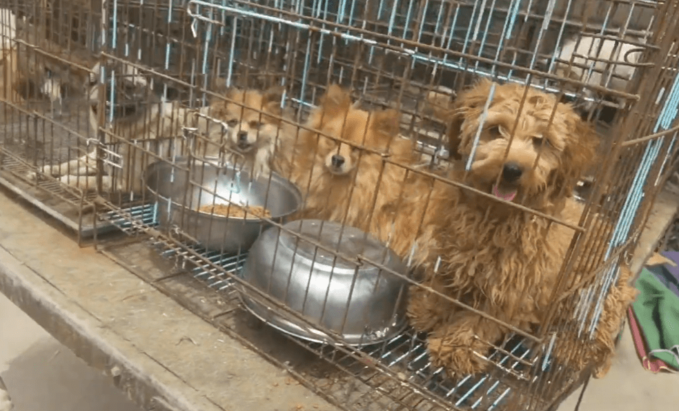 原创江苏主人拆迁无处养狗狗遭大殃狗肉车上装满了拆迁户的宠物狗