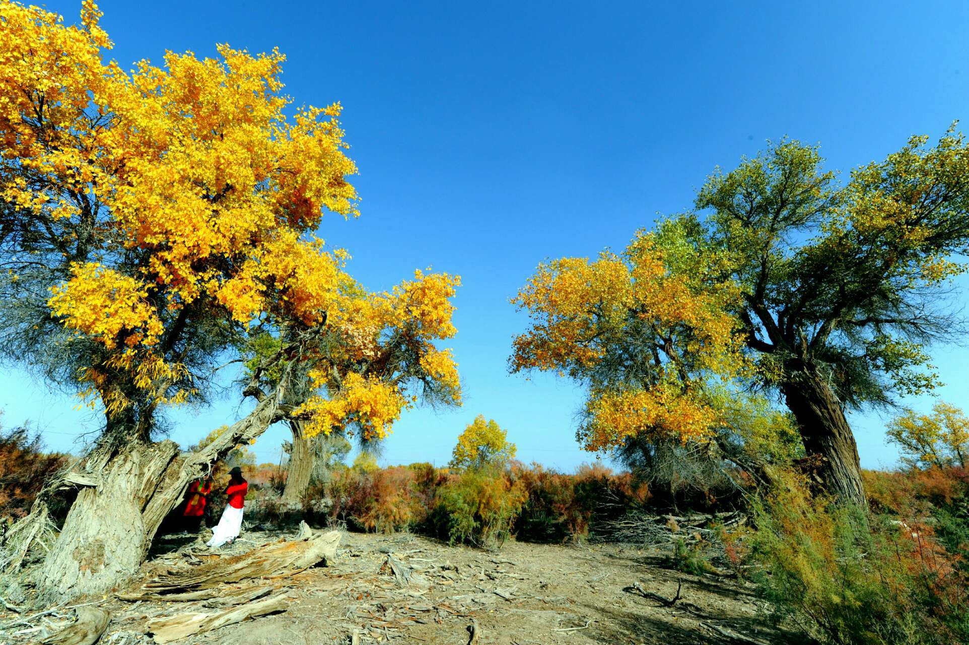 献身塞上江南心中的那片胡杨林