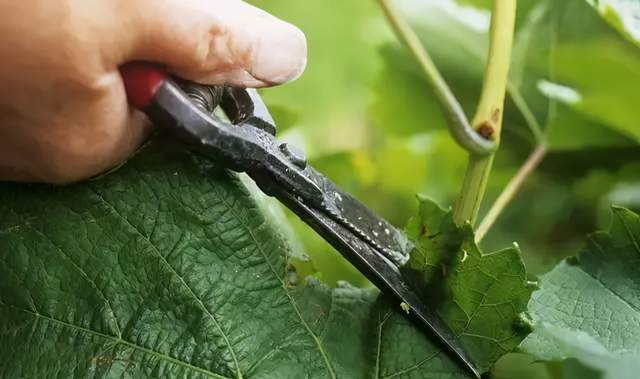 图文并茂夏季葡萄高产剪枝的8个方法