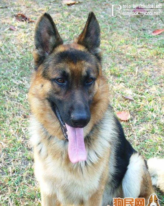 最凶的狗排名_排名凶狗