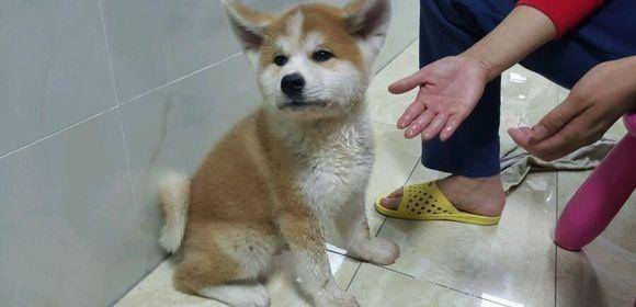网上买了只柴犬 长大后发现越来越不对劲 阿柴和