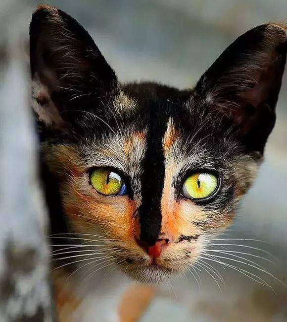 颜值最高的猫猫排名 ba299c1260014c22b568ef0047a51ec6.jpeg