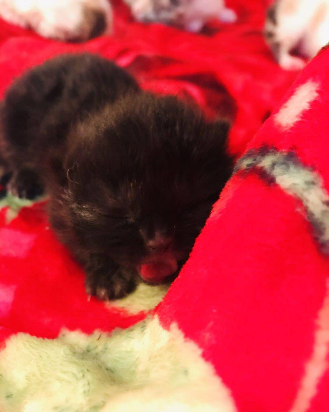 小黑猫咪可爱瞬间 cc054f15d98e40b186dea6bacad0a5f4.jpeg