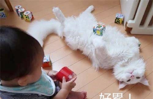 猫咪和主人玩闹 da07784cd21d4861b7e9d5c7a91a8882.jpeg