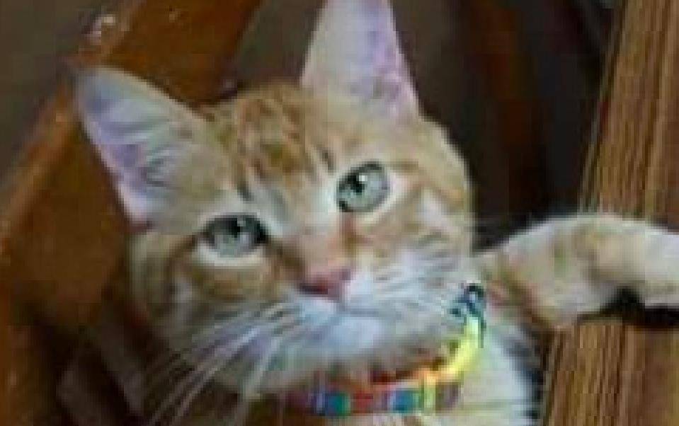 为什么叫老虎头 abe8cfbf3fe5466e8cc7bfcca246ffe6.jpeg