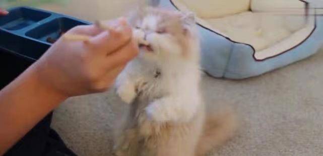 有什么办法让猫咪吃饭 bdc9f80b473645b392e829c100c56fc7.jpeg