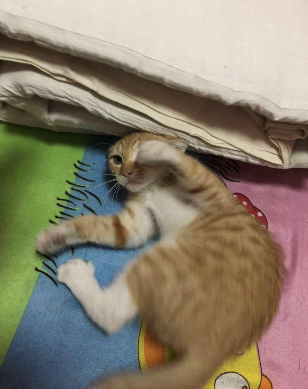 养了一只白眼狼 橘猫动嘴咬人 主人很生气 手掌