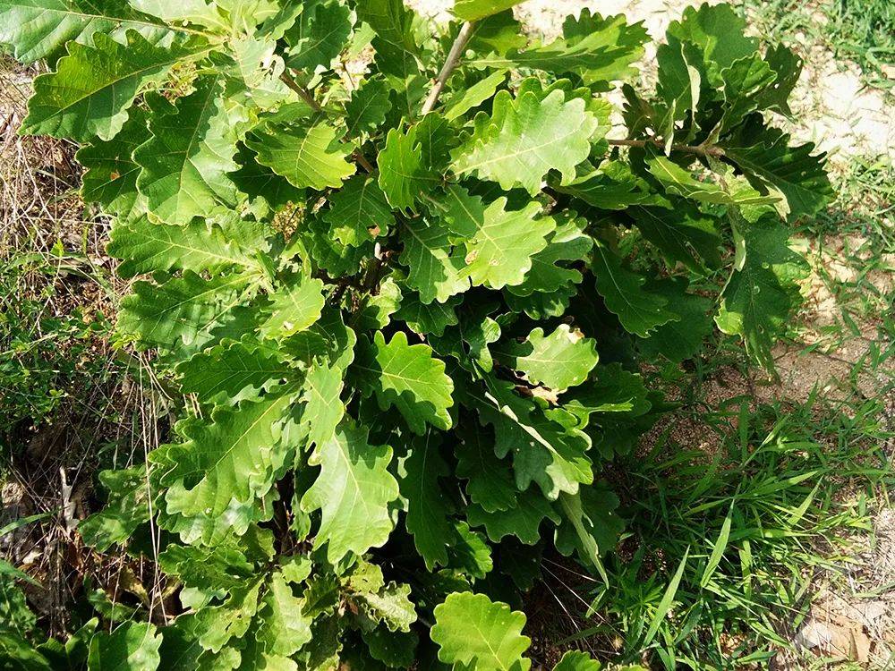 原创这5种树叶能包粽子味道清香好闻尤其最后一种端午别错过