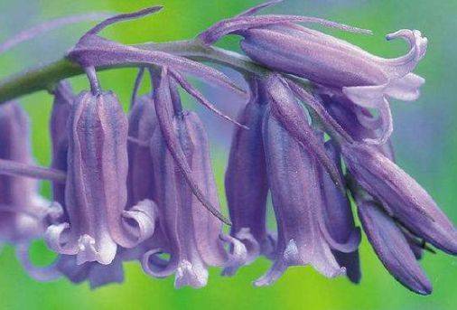 5月日开始 养花试试这几款 开成大花球 阳台轻松变花海 保养 5月日开始 养花试试这几款 开成大花球 阳台轻松变花海 保养