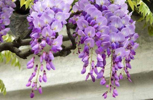 5月11日开始 家养此款花卉 香气四溢 四季有花开 一养就爆盆 马蹄莲