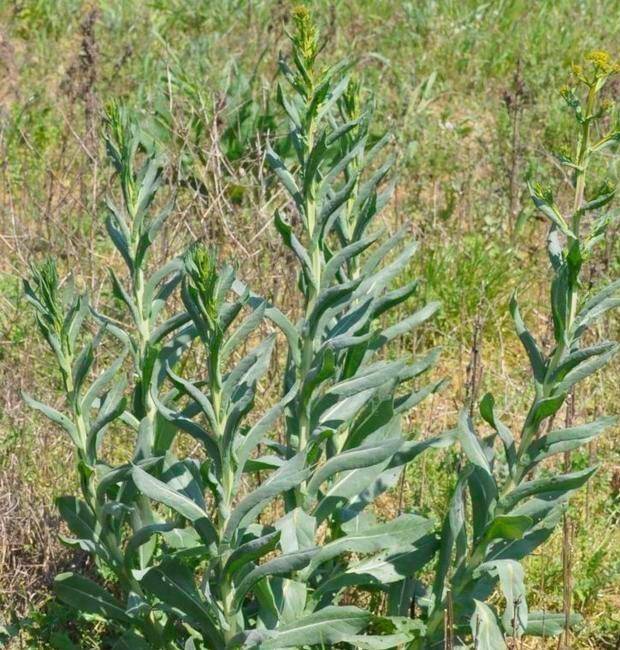 维吾尔语称其为:乌斯玛生眉草,奥斯曼草,乌斯曼草等,是一种二年生十字