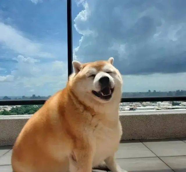 柴犬長出「海豹身材」，主人說出它的食量後，卻讓大家感到詫異 萌趣萌寵 第1张