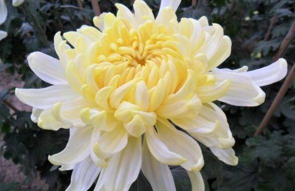 5月14日 5月日 家养此款花卉 花期长花量大 人见人爱 黄莲羹 5月14日 5月日 家养此款花卉 花期长花量大 人见人爱 黄莲羹