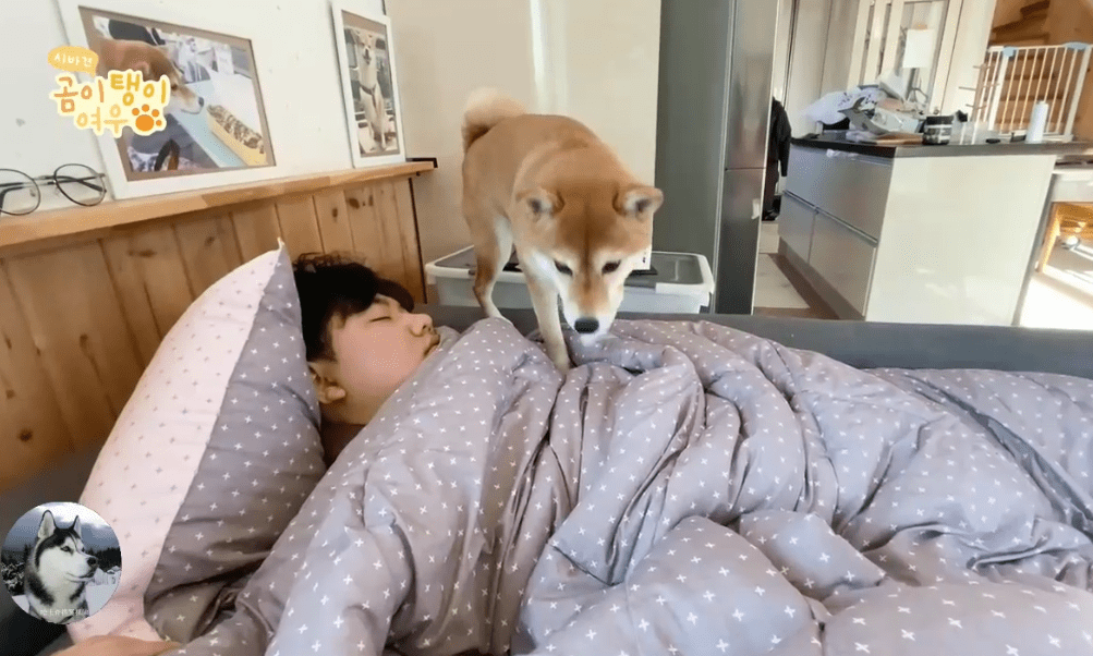 柴犬从小睡主人身上 会趁主人熟睡躺好 以为自己是奶狗呢 狗狗