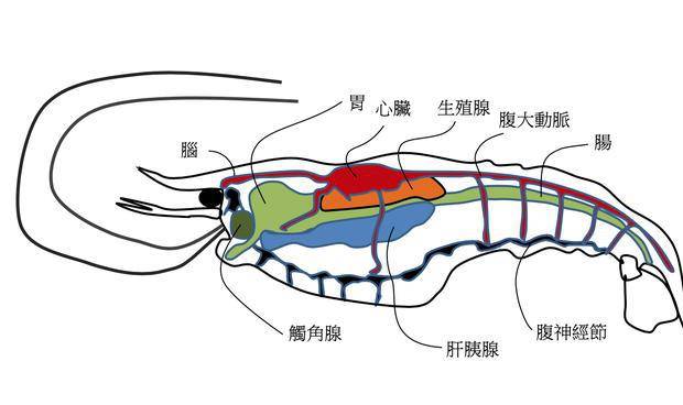 大龙虾胃囊图图片