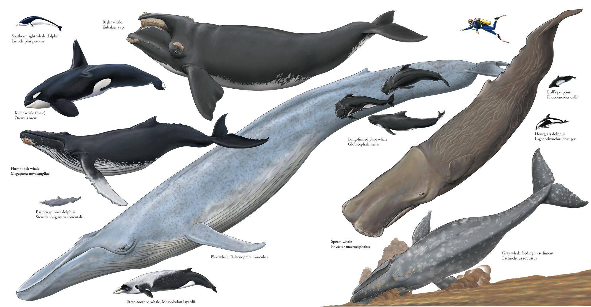 座头鲸的种群数量难以恢复人类做着各种各样的努力,试图恢复座头鲸的