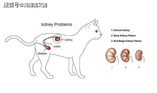 【养宠小知识】猫咪肾功能异常的表现是什么