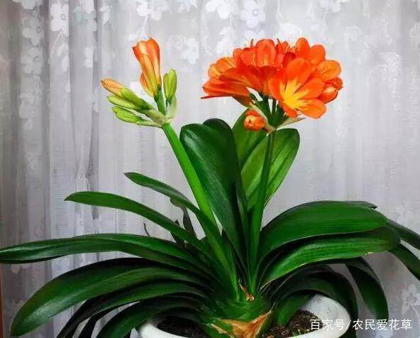 蟹爪兰浇水方式 ee98457c9f54420a828819ae6de3f6fa.jpeg