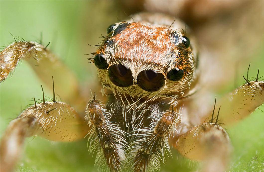 原创谁是世界上最顶级的掠食者蜘蛛我们对它存在太多误解