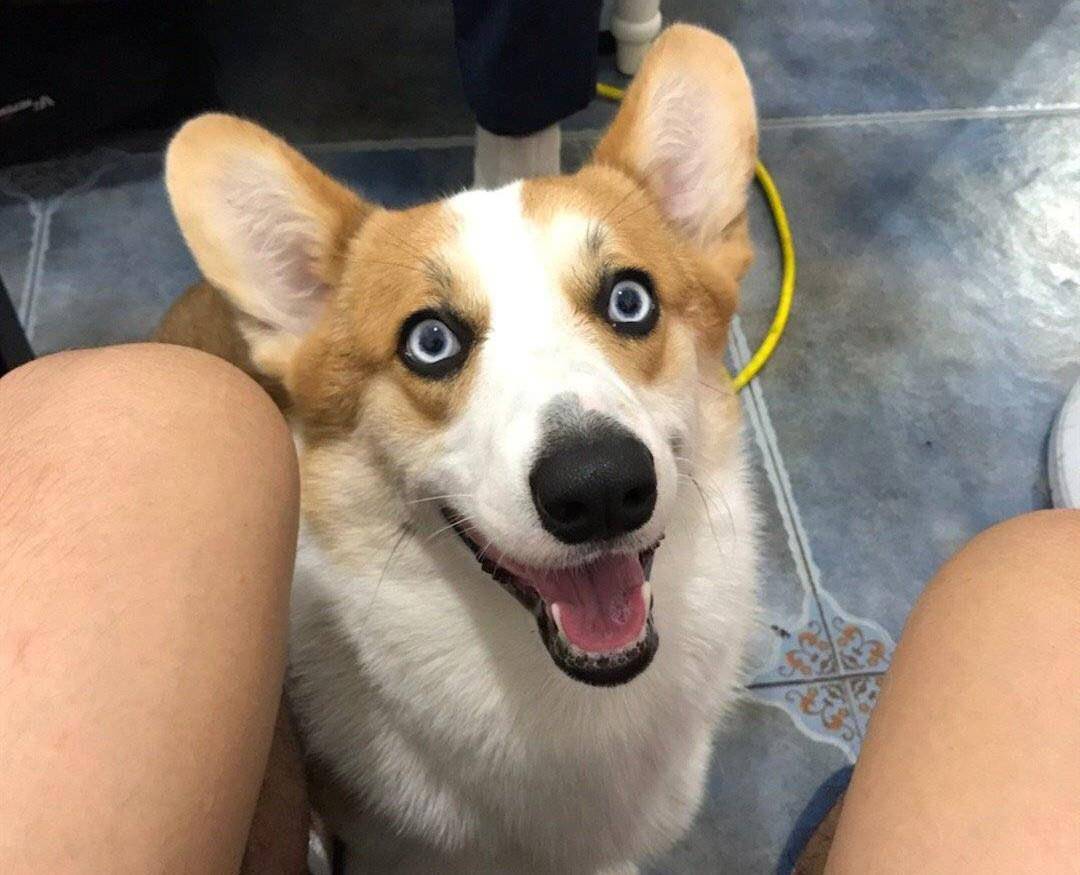 6种名犬遇上柯基 混血 小狗长成这样 这也太好看了吧 狗狗