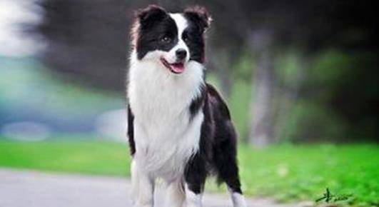 边牧是什么体型的犬 6b06c796e7884ac9ba5c79edc433e0f4.jpeg