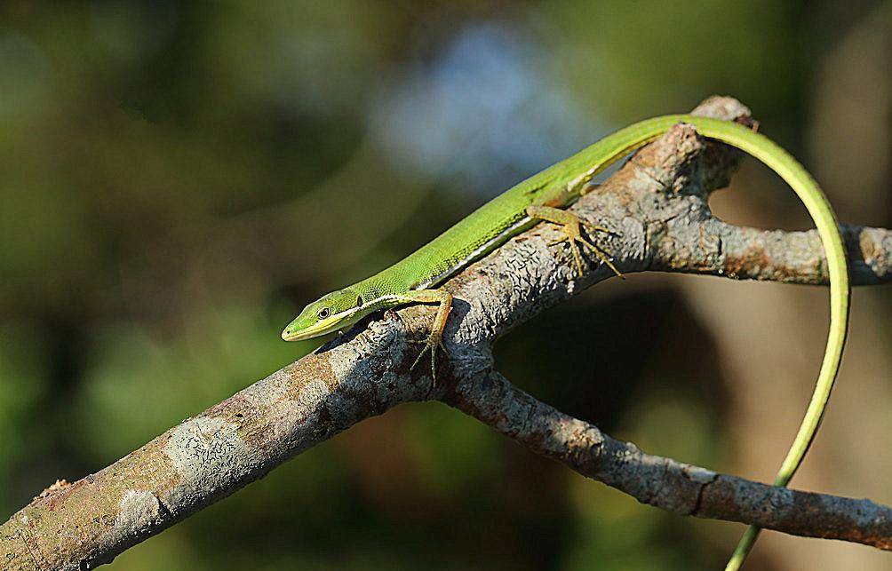 原创这种宠物蜥蜴尾巴巨长一身绿色涂装绰号小青龙