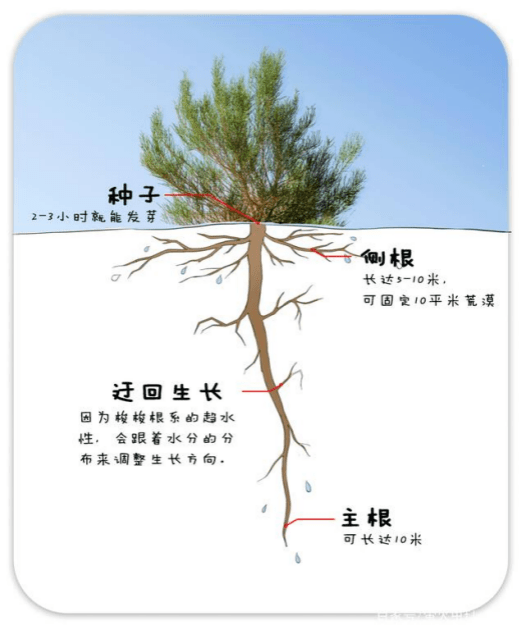 梭梭树有什么意义 971f2330a5f34dc9ac7c8dbd12c114f8.png