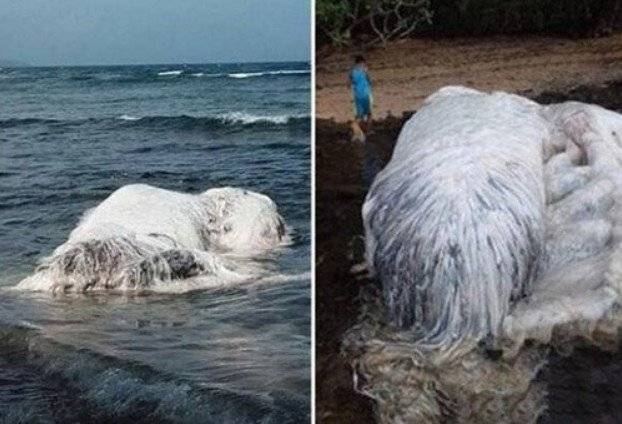 世界各地水怪之谜