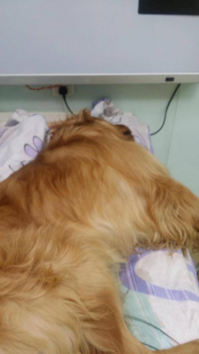 如何给狗狗起名字最有含义 72711c12531d43b9a04a4480fb93af04.jpeg