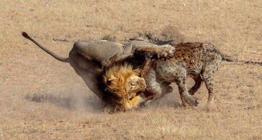 原创雄狮虐杀鬣狗,咬断鬣狗脊柱,在哀嚎声中狮子转身离开