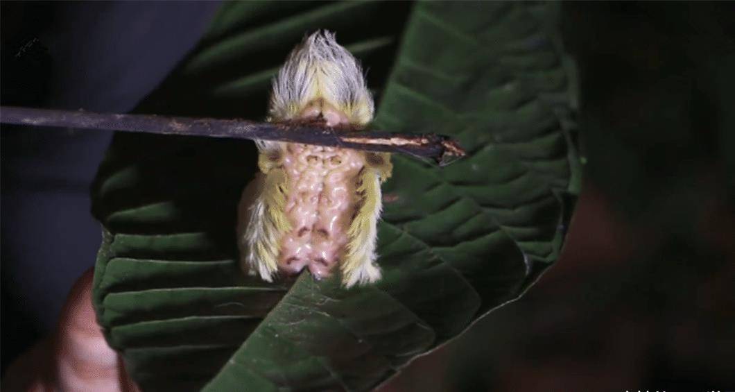 原创美国毛辣子"长发飘飘",蜇人一下,就像被一把灼热的刀刺中