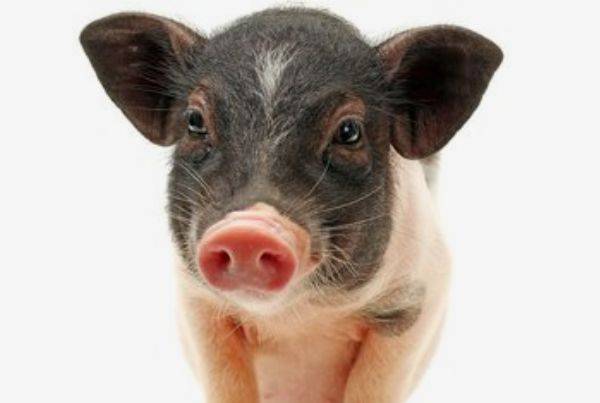 不争不抢的性格让属猪人早年错失很多机会,中年发奋图强,晚年福气十分