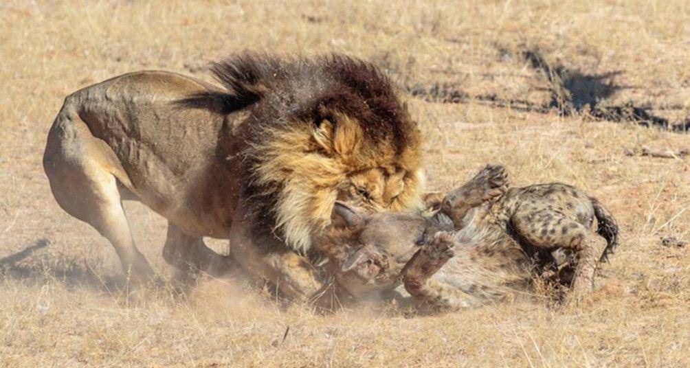 原创雄狮虐杀鬣狗,咬断鬣狗脊柱,在哀嚎声中狮子转身离开