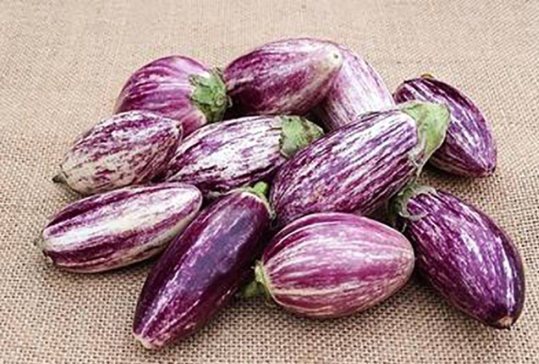 哪些"茄子"品种不怕黑?