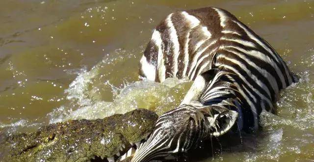 动物咬合力排名_咬合力第一的动物