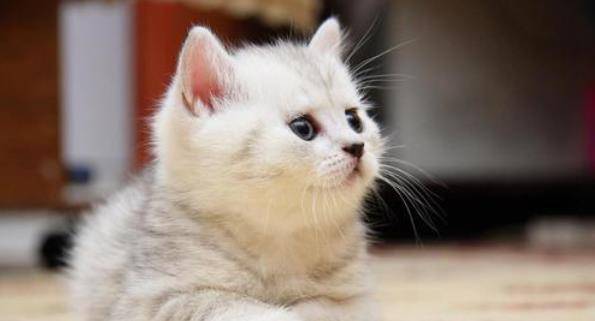 小猫的视频大全可爱 50d7eeb15987461d9de1b6410691273e.jpeg