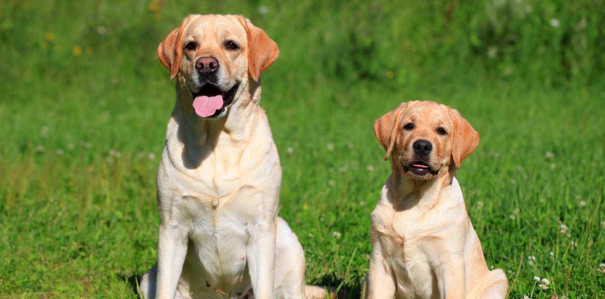 怎么教狗狗坐下 85ea1c6f1efd45fa8820d8da447b0ffe.jpeg