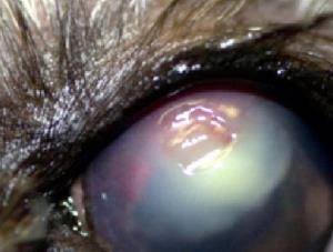 眼角膜是怎么长的 cffcc9918d074a18ba01a7eff2bcd469.jpeg