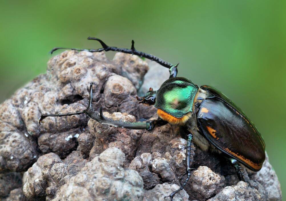 原创罕见阳彩臂金龟重现浙江1982年被宣布灭绝过为什么会出现