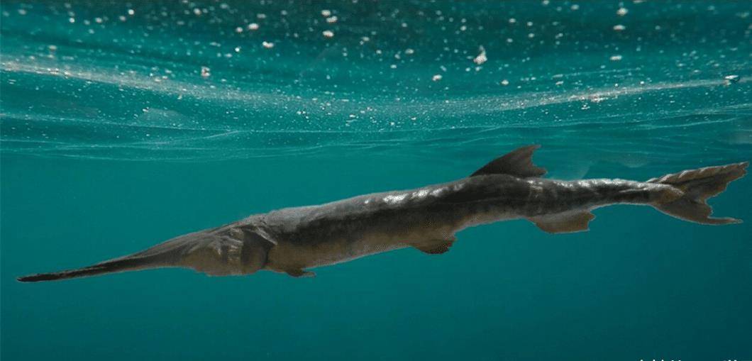 水中活化石白鲟从常见渔获到灭绝它经历了什么