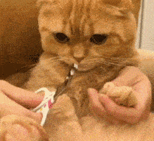 猫剪指甲刀怎么用图解