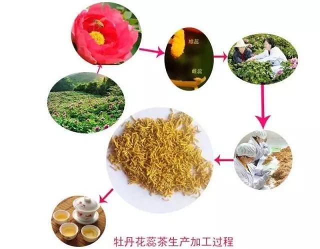 牡丹花蕊茶为何如此珍贵
