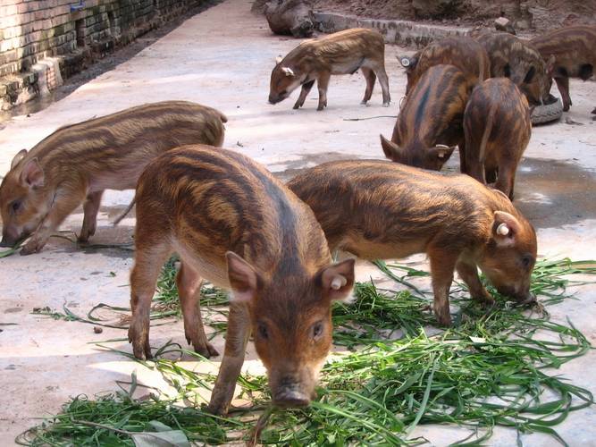 人能打过野猪吗 25f477b6546f474eb50da9ca76684ef9.jpeg