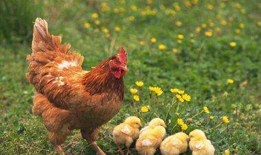 怎么才能让母鸡下蛋 ed67060f7182437da373afdc91092684.jpeg