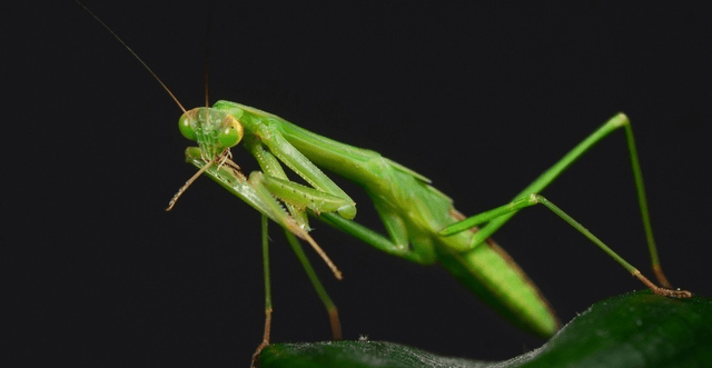 如果家里有露台或院子,可以"请"一些小昆虫来住,比如螳螂,七星瓢虫