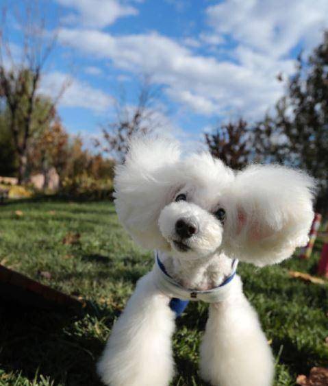 世界上最聪明的狗排名_最聪明的狗排名(2)