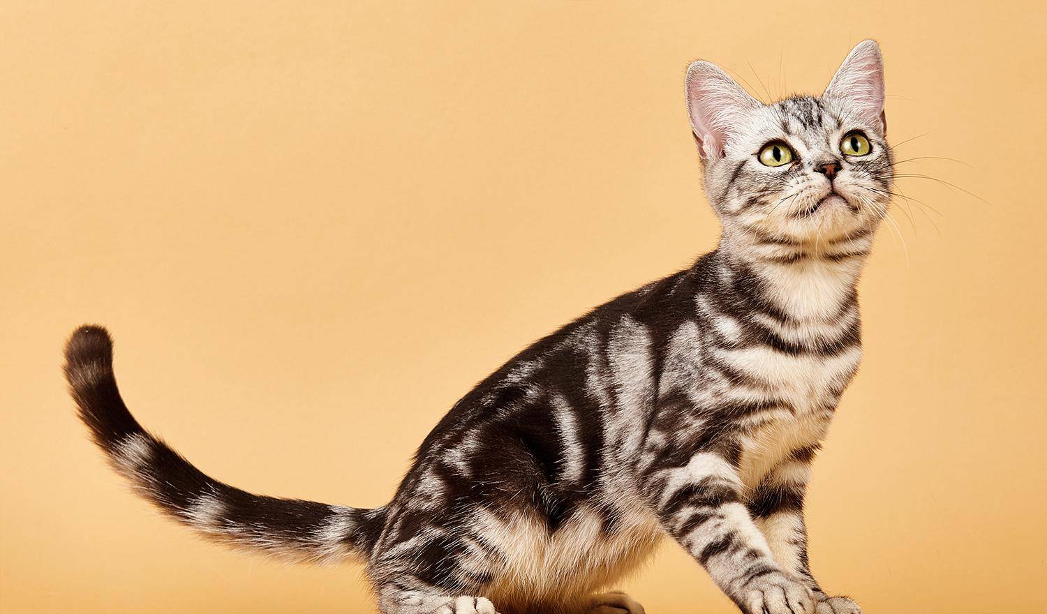 五大最受欢迎的宠物猫种类排行榜 暹罗