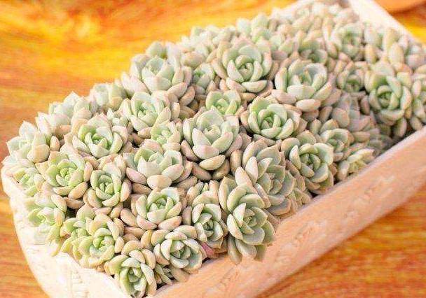 养多肉不用专门买肥料 3种废弃物简单处理 变成多肉最爱的养料 植物